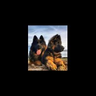 German Shepherd (Alsatian) - Both