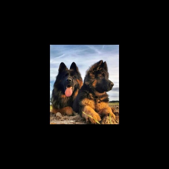 German Shepherd (Alsatian) - Both