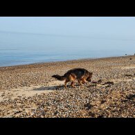German Shepherd (Alsatian) - Both