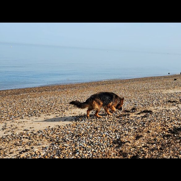 German Shepherd (Alsatian) - Both