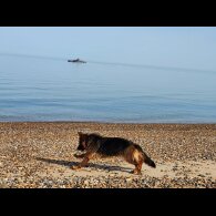 German Shepherd (Alsatian) - Both