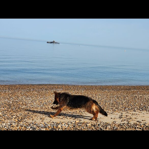 German Shepherd (Alsatian) - Both