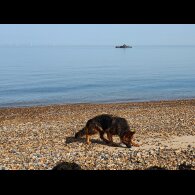 German Shepherd (Alsatian) - Both