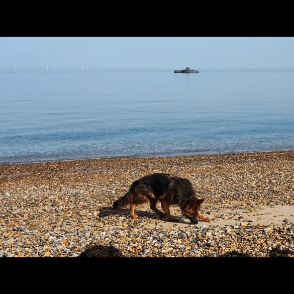 German Shepherd (Alsatian) - Both