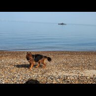 German Shepherd (Alsatian) - Both