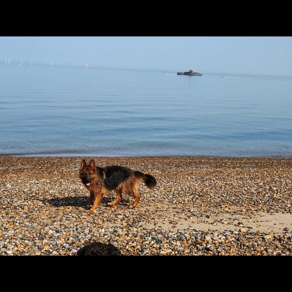 German Shepherd (Alsatian) - Both