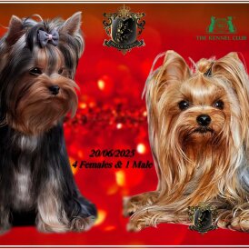 Yorkshire Terrier - Both
