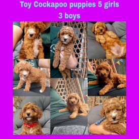 Cockapoo - Both