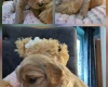 Toy Poodle