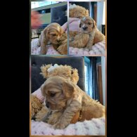 Toy Poodle
