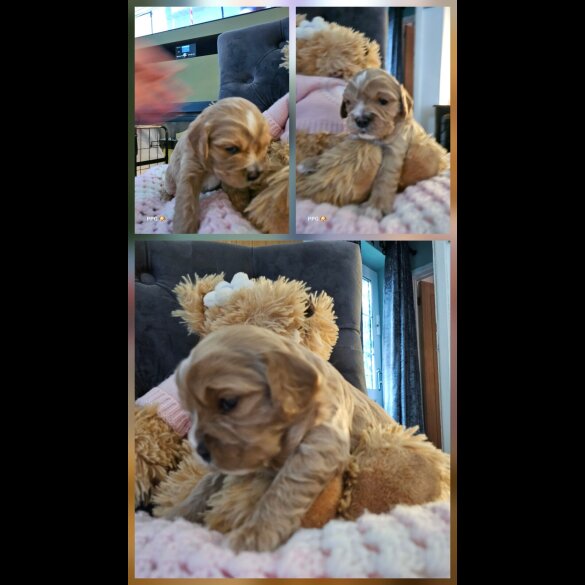 Toy Poodle