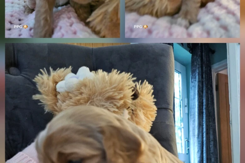 Toy Poodle