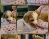 Toy Poodle