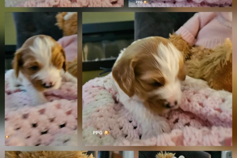 Toy Poodle