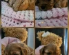 Toy Poodle