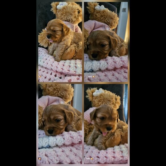 Toy Poodle