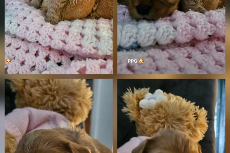 Toy Poodle