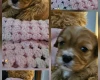 Toy Poodle