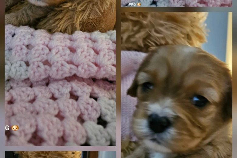 Toy Poodle