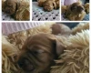 Toy Poodle
