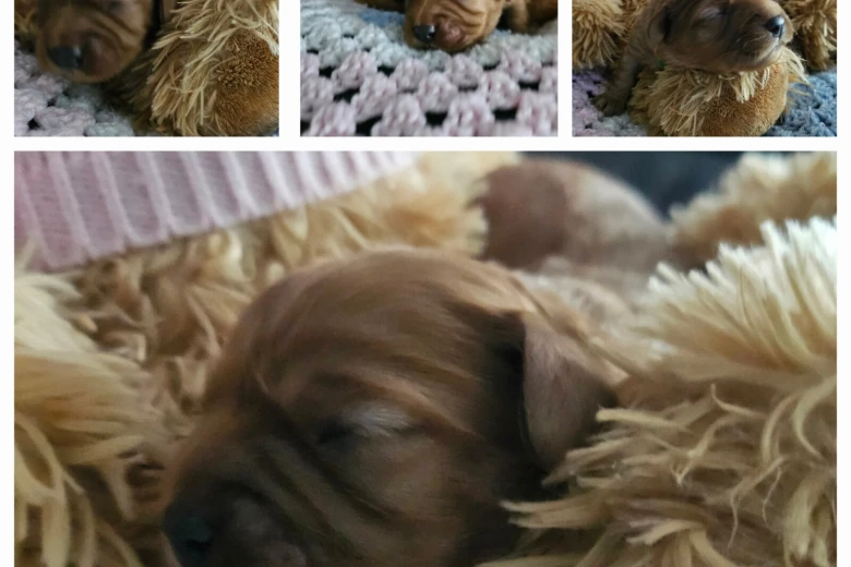 Toy Poodle