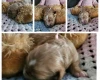 Toy Poodle
