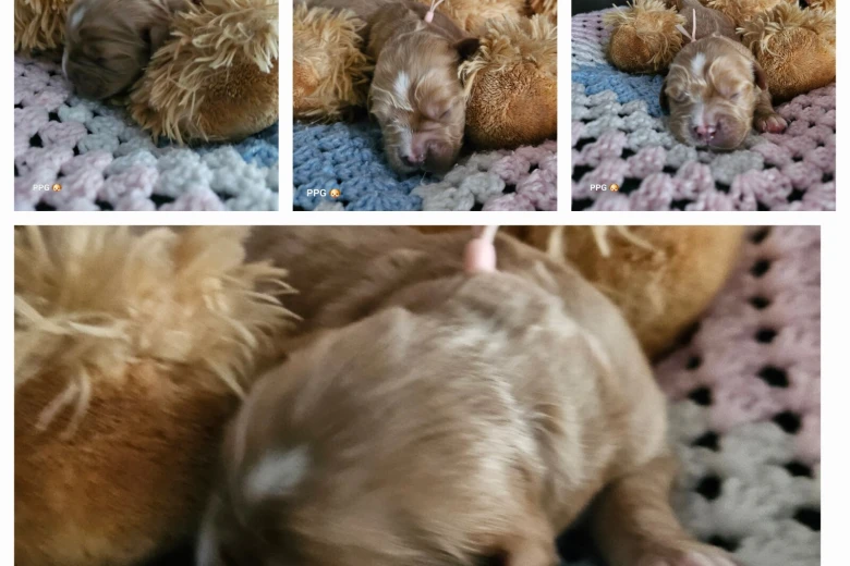 Toy Poodle