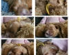 Toy Poodle