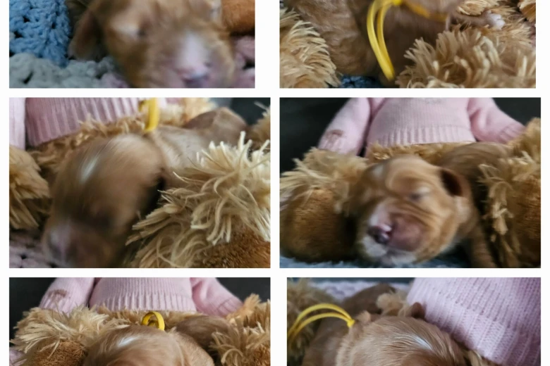 Toy Poodle