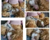 Toy Poodle