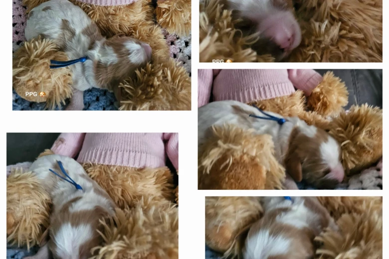 Toy Poodle