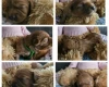 Toy Poodle