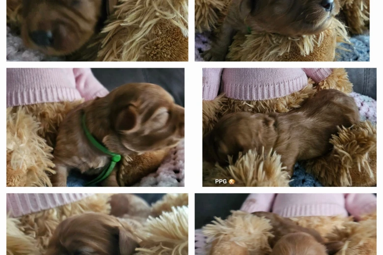 Toy Poodle