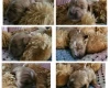 Toy Poodle