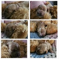 Toy Poodle
