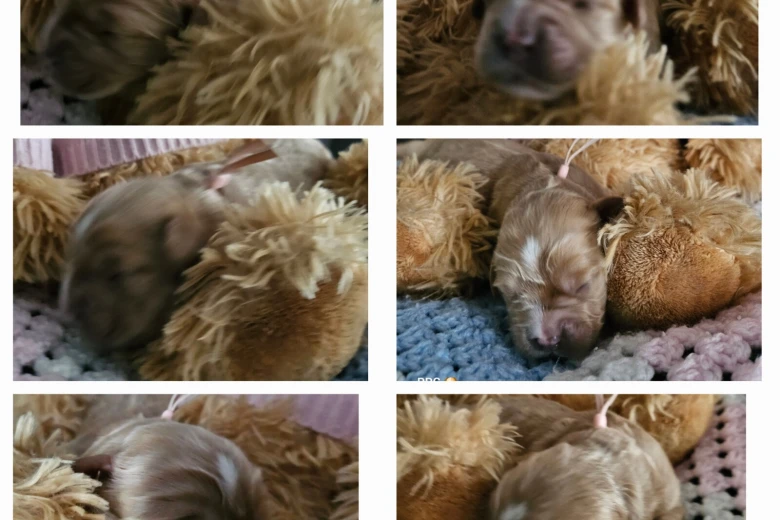 Toy Poodle