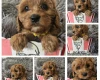 Toy Poodle