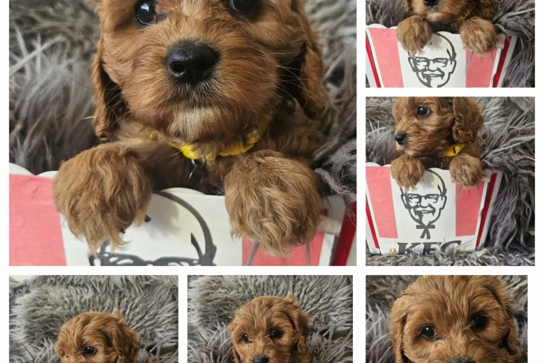 Toy Poodle