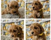Toy Poodle