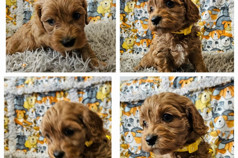 Toy Poodle