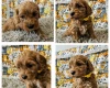 Toy Poodle