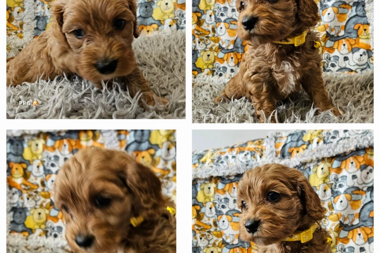 Toy Poodle