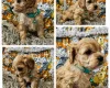 Toy Poodle