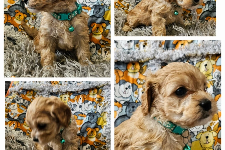 Toy Poodle