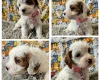 Toy Poodle