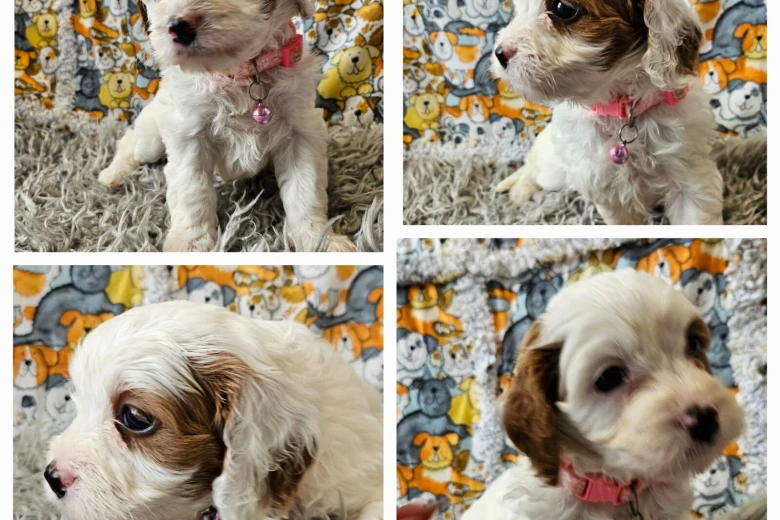 Toy Poodle
