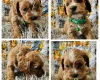 Toy Poodle
