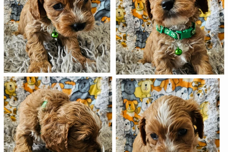 Toy Poodle