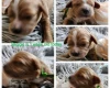 Toy Poodle