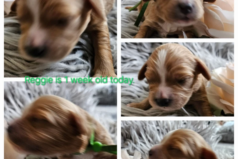 Toy Poodle